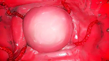 Two Giant Wasps And Their Larvae Roughly Fuck A Girl