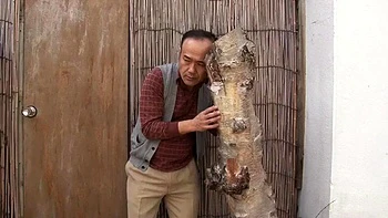 Japan: Blowjob, Doggy  Missonary Porn