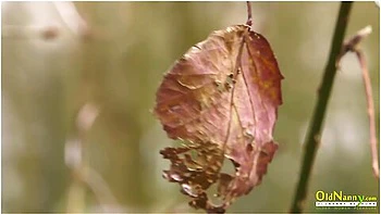 Leak Lesbian Party Starts In Nature
