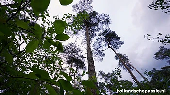 HollandschePassie - Lady Lyne En Wesley DUTCH