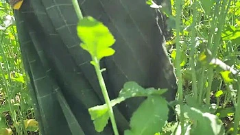 Desi MILF Ritu Outdoor Romance with Jamai in Mustard Field - Village Public Sex