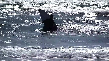 Blondes Babe Layla bekommt Gesicht und Tittenfick